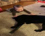 This adorable toddler and a puppy were best friends. During their first Christmas, the puppy hopped around the baby excitedly, inviting them to play with their toy.