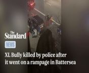 An XL Bully dog has been shot dead by police after it attacked four people in Battersea, south London.Armed police swooped on Home Road to reports of an out-of-control dog attacking members of the public at 10pm on Monday.Four men were taken to hospital for their injuries, while officers shot the dog, reported to be an XL Bully, dead.A Met spokesman said: “Due to the threat posed to the public by the dog, armed officers attended. After assessing the situation, officers took the difficult decision to destroy the dog and it was shot.“Four men – all members of the public - were taken to hospital for treatment to injuries sustained during the dog attack. None of their injuries are life-threatening.”Officers arrested a 22-year-old man and a 21-year-old woman on suspicion of being the owner/person in charge of a dog dangerously out of control after the attack. Both remain in custody.
