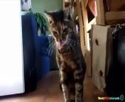 Cat Dancing