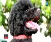 Did one of the White House hounds really leave a visitor with a bloody gash on her face? Sunny, the president&#39;s 4-year-old Portuguese water dog, reportedly bit an 18-year-old family friend as she greeted the pu