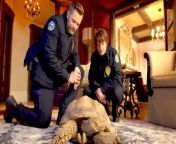 Experience the hilarious rescue mission in the official clip &#39;A Tortoise Rescue&#39; from Season 2 Episode 3 of FOX&#39;s comedy series Animal Control, brought to life by creators Rob Greenberg and Bob Fisher. Featuring the talented Animal Control cast: Joel McHale, Michael Rowland, and more! Catch all the laughter and heartfelt moments in Animal Control Season 1, available for streaming now on FOX!&#60;br/&#62;&#60;br/&#62;Animal Control Cast:&#60;br/&#62;&#60;br/&#62;Joel McHale, Vella Lovell, Ravi Patel, Michael Rowland, Grace Palmer, Gerry Dee, Kelli Ogmundson and Alvina August&#60;br/&#62;&#60;br/&#62;Stream Animal Control Season now on FOX!