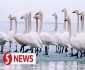Observing the majestic spectacle of hundreds of Tundra Swans gracefully descending upon Ulungur Lake in the Altay region of Xinjiang is an awe-inspiring experience. &#60;br/&#62;&#60;br/&#62;WATCH MORE: https://thestartv.com/c/news&#60;br/&#62;SUBSCRIBE: https://cutt.ly/TheStar&#60;br/&#62;LIKE: https://fb.com/TheStarOnline