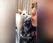 Welcome to PETS LEGENDS funny animals channel ♥&#60;br/&#62;You can enjoy best funny cats and dogs videos (≧▽≦) &#60;br/&#62;Thanks for watching our pets videos &#60;br/&#62;---&#60;br/&#62;Funniest Animals 2024New Funny Cats and Dogs VideosPart 1&#60;br/&#62;#funnycats &#60;br/&#62;#funnydogs &#60;br/&#62;#funnyanimals &#60;br/&#62;#funnyvideos&#60;br/&#62;#cutecats&#60;br/&#62;#cuteanimals&#60;br/&#62;#cutedogs&#60;br/&#62;#catvideos&#60;br/&#62;#dogvideos&#60;br/&#62;#animals&#60;br/&#62;#cats&#60;br/&#62;#dogs&#60;br/&#62;#pets&#60;br/&#62;#funny&#60;br/&#62;#cute