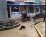 More footage of otter spotted in Aberystwyth town centre from paris dylan nude jpg