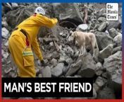 Taiwan rescue dogs in search for quake victims win hearts&#60;br/&#62;&#60;br/&#62;Two search dogs, Roger the Labrador and Wilson the Jack Russell terrier, have gained fame in Taiwan for rescuing victims of a powerful magnitude 7.4 earthquake, the island&#39;s strongest in 25 years. The quake, which hit on April 3, 2024, killed at least 13 and injured more than 1,000.&#60;br/&#62;&#60;br/&#62;Video by AFP&#60;br/&#62;&#60;br/&#62;Subscribe to The Manila Times Channel - https://tmt.ph/YTSubscribe &#60;br/&#62;&#60;br/&#62;Visit our website at https://www.manilatimes.net &#60;br/&#62;&#60;br/&#62;Follow us: &#60;br/&#62;Facebook - https://tmt.ph/facebook &#60;br/&#62;Instagram - https://tmt.ph/instagram &#60;br/&#62;Twitter - https://tmt.ph/twitter &#60;br/&#62;DailyMotion - https://tmt.ph/dailymotion &#60;br/&#62;&#60;br/&#62;Subscribe to our Digital Edition - https://tmt.ph/digital &#60;br/&#62;&#60;br/&#62;Check out our Podcasts: &#60;br/&#62;Spotify - https://tmt.ph/spotify &#60;br/&#62;Apple Podcasts - https://tmt.ph/applepodcasts &#60;br/&#62;Amazon Music - https://tmt.ph/amazonmusic &#60;br/&#62;Deezer: https://tmt.ph/deezer &#60;br/&#62;Tune In: https://tmt.ph/tunein&#60;br/&#62;&#60;br/&#62;#TheManilaTimes&#60;br/&#62;#tmtnews &#60;br/&#62;#taiwan&#60;br/&#62;#taiwanearthquake