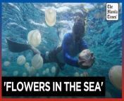 Jellyfish swarms hit Venezuelan fishermen&#60;br/&#62;&#60;br/&#62;&#39;It&#39;s like there are flowers in the sea,&#39; says fisherman Elvis Morillo in describing the unusual swarms of jellyfish that have taken over Venezuela&#39;s coasts this year, impacting the local fishing industry. &#60;br/&#62;&#60;br/&#62;Video by AFP&#60;br/&#62;&#60;br/&#62;Subscribe to The Manila Times Channel - https://tmt.ph/YTSubscribe &#60;br/&#62;&#60;br/&#62;Visit our website at https://www.manilatimes.net &#60;br/&#62;&#60;br/&#62;Follow us: &#60;br/&#62;Facebook - https://tmt.ph/facebook &#60;br/&#62;Instagram - https://tmt.ph/instagram &#60;br/&#62;Twitter - https://tmt.ph/twitter &#60;br/&#62;DailyMotion - https://tmt.ph/dailymotion &#60;br/&#62;&#60;br/&#62;Subscribe to our Digital Edition - https://tmt.ph/digital &#60;br/&#62;&#60;br/&#62;Check out our Podcasts: &#60;br/&#62;Spotify - https://tmt.ph/spotify &#60;br/&#62;Apple Podcasts - https://tmt.ph/applepodcasts &#60;br/&#62;Amazon Music - https://tmt.ph/amazonmusic &#60;br/&#62;Deezer: https://tmt.ph/deezer &#60;br/&#62;Tune In: https://tmt.ph/tunein&#60;br/&#62;&#60;br/&#62;#TheManilaTimes&#60;br/&#62;#tmtnews&#60;br/&#62;#jellyfish &#60;br/&#62;#fishermen &#60;br/&#62;#venezuela