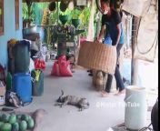 Wow!! New Prank _ Handmade Basket Prank on Sleeping Dog _ very Funny with try to stop Laugh! from ayang prank ojol part 2