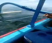 Shark fishing in bali from pinay baby shark twerk