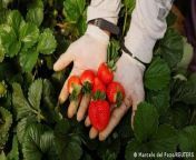Strawberry farmers are questioning a pact aimed at restoring the supply of water to Donana National Park, Europe’s largest wetlands. The authorities have pledged to clamp down on illegal wells and farms but progress is slow.