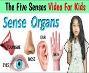 sense organs video for kids, how your senses work, The five senses,video for kids @amritanchalstudy&#60;br/&#62;#senseorgans #senseorgansforkids #videoforkids