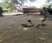 Rescue TwoBig Size Indian Cobra from indian school girl sex videow xxx asdi snall