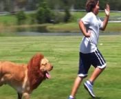 Awesome prank video! Enjoy some laughs as we scare innocent people, children and families with a giant live animal Lion attack. see how convincing a &#92;
