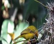 A yellow bird is making beautiful hanging nest.