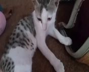 Funny Cat Videos of 2024 &#124;&#124; Try not to laugh my lifefunny cat videos might be just what you need to lift your spirits. ... The videos are weMust Watch New Funny Comedy Video 2024Treend,Drama,Short video,Short,Eid mubarak,Viral,News,Viral video,Eid mubarak 3d short video,New video,Eid,&#60;br/&#62;Eid mubarak 2024,Songs,My life,Desi,Eid mubarak 3d,Eid mubarak short,Newsletter,Song,Trending