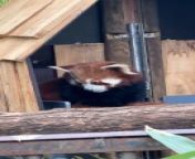 Reportage : Panda roux from emergency crafty panda