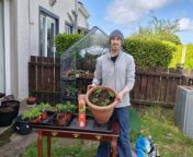 This week I give an update on what I&#39;ve moved outdoors into a small plastic greenhouse, and show you how I&#39;m transplanting two month old cherry and Moneymaker varieties of tomato in Ireland into larger container pots.
