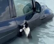 Video shows police rescuing a cat clinging to a car during Dubai floods on Tuesday.