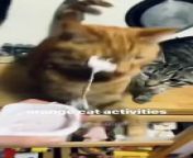 Funny cat compilation from thidoip goddess cat