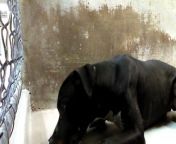 Old film❤️Brad Sit(Dash) 1y A588139 American Stafford another Doggie that melts my Heart practicing Sit & Lay Down kennel 8 Pima Animal Care Center❤️4000 N. Silverbell Tucson AZ 520-724-5900 on 3-27-2017adopted5-20-2017old from my american old women sex