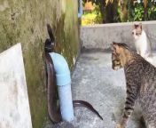 cats are chasing a big snake out of their house from snake blowjob