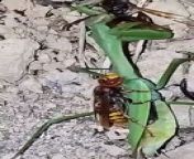 Hornet eating and cutting praying mantis into two from girl cutting