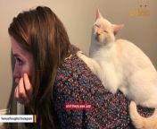 Senior rescue cat is obsessed with mom&#60;br/&#62; &#60;br/&#62;&#60;br/&#62;transcript - https://www.temi.com/editor/t/IP7hmrgkLWRZeev7q1hVeap7G5B_rdsGNKw6uRGyO08gJ-QUqAQISfOUdVMnn6RI_unR9Qq6iaI9sHNL_UncO7AplkE?loadFrom=Dashboard&amp;openShareModel=False&#60;br/&#62;audio https://www.dropbox.com/scl/fi/x2ikwjuj73pwjhtuij9xo/henry-recording.mp4?rlkey=yqk9ymqhhs8dhvjw98vgdeglv&amp;dl=0&#60;br/&#62;credit - henrysthoughts/Instagram&#60;br/&#62;&#60;br/&#62;(vo - https://www.dropbox.com/scl/fi/s4ktbfi4l7v6l8x8nftcn/Henry-Story_vo_01_10.wav?rlkey=05h42kkiujoakwmzxnyos06b0&amp;dl=0&#60;br/&#62;&#60;br/&#62;I walked in the shelter &#60;br/&#62;https://www.dropbox.com/scl/fi/v9kv87mrudbdq7ol1xc9x/IMG_4381-meow-04-ng-start.MOV?rlkey=olqx369d4slr3gv5f96omgn8r&amp;dl=0 00t01&#60;br/&#62;e https://capture.dropbox.com/zmYa5bjn5Z4Tx9BA&#60;br/&#62;&#60;br/&#62;and Henry was &#60;br/&#62;there in his little cage.&#60;br/&#62;https://www.dropbox.com/scl/fi/xsmcttl66gq94ok1sa048/IMG_1272-start-ng.MOV?rlkey=s20186p3i59fy02ml78bgdav1&amp;dl=0 from half a sec to 2 secs with audio&#60;br/&#62;(from half a sec https://capture.dropbox.com/sKsiUmtxiRvqLbwO&#60;br/&#62;e https://capture.dropbox.com/BT5PMufJmB9EjWke&#60;br/&#62;&#60;br/&#62;https://www.dropbox.com/scl/fi/xv21912cn0ryfob4fb4a4/IMG_2315-02-ng-meow.MOV?rlkey=t86k6gz843kjgeyllilccu3el&amp;dl=0 04t05 only the part where cat&#39;s meowing&#60;br/&#62;s https://capture.dropbox.com/pFOBhsCUDvSqJ27X&#60;br/&#62;e https://capture.dropbox.com/TJh6JvMaxCMZHfdn&#60;br/&#62;&#60;br/&#62;I looked at all &#60;br/&#62;the cats that day, &#60;br/&#62;but I kept coming &#60;br/&#62;back to Henry.&#60;br/&#62;https://www.dropbox.com/scl/fi/xv21912cn0ryfob4fb4a4/IMG_2315-02-ng-meow.MOV?rlkey=t86k6gz843kjgeyllilccu3el&amp;dl=0 cont till 08 with audio&#60;br/&#62;e https://capture.dropbox.com/lbe3lB3bKTWoPCnM&#60;br/&#62;&#60;br/&#62;https://www.dropbox.com/scl/fi/v9kv87mrudbdq7ol1xc9x/IMG_4381-meow-04-ng-start.MOV?rlkey=olqx369d4slr3gv5f96omgn8r&amp;dl=0 03t04 with audio&#60;br/&#62;s https://capture.dropbox.com/rA7TY7cExt7oONRS&#60;br/&#62;e https://capture.dropbox.com/H5pvUnuTkllACLpo&#60;br/&#62;&#60;br/&#62;39;47 i&#39;m alyssa..geobeats&#60;br/&#62;Henry&#39;s Story by GeoBeats Animals&#60;br/&#62;music - https://www.dropbox.com/scl/fi/ff4ig0wnxlef6bl0ro1eo/387_full_for-a-quiet-life_0155-medium-transition-fidget-porter.wav?rlkey=d7hazgmior15eweswpfwm2civ&amp;dl=0&#60;br/&#62;visual https://www.dropbox.com/scl/fi/fe4m0s4lzyhp9btumwixl/Henry-Mommy-Cuddle-00-ng.MOV?rlkey=ofbgyqz6w28pbqni6chd5t1c2&amp;dl=0 00t03&#60;br/&#62;(crop frame so cat&#39;s above top line&#60;br/&#62;e https://capture.dropbox.com/JvBhaCW8ag5zbxmo