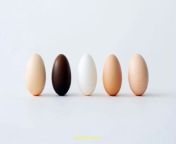 Prompt Midjourney : Five eggs of different colors are neatly arranged in a line on a white background. The background emphasizes the purity and simplicity of the composition, accentuating the shades of the shells from beige to dark brown. Perfect lighting creates soft shadows that highlight the shapes and textures of each egg. Canon EOS R5 camera with Canon RF 50mm f/1.2L USM lens, --ar 16:9 --s 50