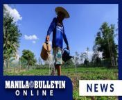 Farmers tend to their vegetable crops at Greenland Urban Farm in Bagong Silangan in Quezon City on Thursday, April 25.&#60;br/&#62; &#60;br/&#62;According to them, the extremely hot weather has caused a decrease in the crop&#39;s quality. (MB Video by Noel B. Pabalate)&#60;br/&#62;&#60;br/&#62;Subscribe to the Manila Bulletin Online channel! - https://www.youtube.com/TheManilaBulletin&#60;br/&#62;&#60;br/&#62;Visit our website at http://mb.com.ph&#60;br/&#62;Facebook: https://www.facebook.com/manilabulletin &#60;br/&#62;Twitter: https://www.twitter.com/manila_bulletin&#60;br/&#62;Instagram: https://instagram.com/manilabulletin&#60;br/&#62;Tiktok: https://www.tiktok.com/@manilabulletin&#60;br/&#62;&#60;br/&#62;#ManilaBulletinOnline&#60;br/&#62;#ManilaBulletin&#60;br/&#62;#LatestNews