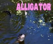 An alligator, or colloquially gator, is a large reptile in the genus Alligator of the family Alligatoridae of the order Crocodilia. The two extant species are the American alligator and the Chinese alligator. Additionally, several extinct species of alligator are known from fossil remains.