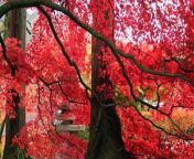 Beautiful Red Maple tree leaves - The full Autumn - Live Happily from katrina kaif 2016 hd photo