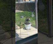 This adorable dog enjoyed getting sunbathed. He jumped into the flower pot and sat inside it, enjoying the rays of the sun. This amused his owner and she couldn&#39;t control laughing at his amusing antics.