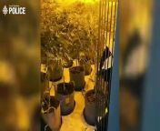 A huge £150,000 cannabis factory has been discovered inside an industrial unit in Doncaster after officers acted on intelligence from the local community to execute a drugs warrant.&#60;br/&#62;&#60;br/&#62;Yesterday afternoon (2 May), officers from Doncaster East Neighbourhood Policing Team raided a unit in Kirk Sandall as they executed a warrant under Section 23 of the Misuse of Drugs Act.&#60;br/&#62;&#60;br/&#62;Inside, they found around 150 cannabis plants spread across two rooms, with the total estimated value of the Class B drugs coming to £150,000.&#60;br/&#62;&#60;br/&#62;The plants have since been recovered from the premises and destroyed, with a 45-year-old man charged in connection with the incident.