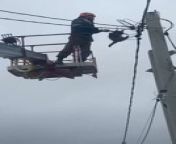 A raccoon that had been stranded atop a pole for two days was rescued and released by the local rescue service. The raccoon couldn&#39;t descend by itself, so an aerial platform and a catch pole were used to get it down safely.