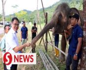 Located at the border of the Panti Forest Reserve in Kota Tinggi, the 72.99ha Johor Elephant Sanctuary is home to three rescued elephants. The authorities have a bigger objective which is to increase the food supply such as bananas, sugarcane and napier in the area as food bank for the wild elephants.&#60;br/&#62;&#60;br/&#62;WATCH MORE: https://thestartv.com/c/news&#60;br/&#62;SUBSCRIBE: https://cutt.ly/TheStar&#60;br/&#62;LIKE: https://fb.com/TheStarOnline