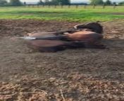 In an unusual turn of events, these two young horses were spotted cuddling each other on a farm. They hugged each other and lay down on the grass, sharing a funny yet loving moment.