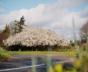 Mount Fuji Tree in Telford is in Full Bloom